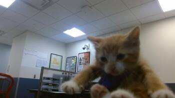 Domestic Short Hair Cats Available for Adoption in Doral, Florida - GIBSON | PetCurious