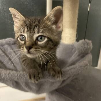Guildenstern -  Domestic Short Hair Cat for Adoption in Bloomington, Illinois - Guildenstern | PetCurious