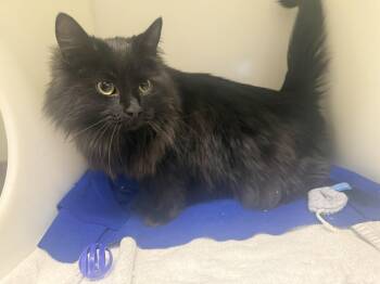 Domestic Medium Hair Cats Available for Adoption - Pooh | PetCurious