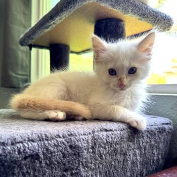 Q TIP -  Domestic Medium Hair and Siamese Cat for Adoption in Long Beach, California - Q TIP | PetCurious