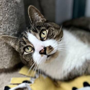 Domestic Short Hair Cats Available for Adoption in Port Washington, New York - Alvin | PetCurious