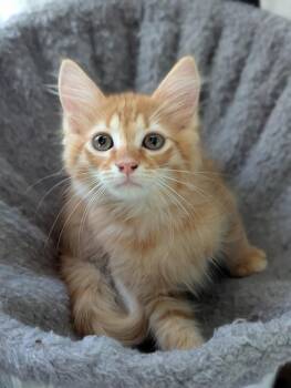 Fanta -  Domestic Short Hair Cat for Adoption in Murfreesboro, Tennessee - Fanta | PetCurious