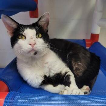 Domestic Short Hair Cats Available for Adoption in Largo, Florida - Sebastian | PetCurious