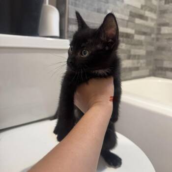 Toothless Razo -  Domestic Short Hair Cat for Adoption in Eagle Mountain, Utah - Toothless Razo | PetCurious