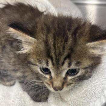 10 -  Domestic Short Hair Cat Available for Adoption in Houston, Texas - 10 | PetCurious