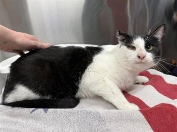 Domestic Short Hair Cats Available for Adoption in Fairbanks, Alaska - OREO | PetCurious