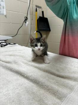 Crissy -  Domestic Short Hair Cat for Adoption in Westland, Michigan - Crissy | PetCurious