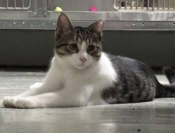 Joe and Dot -  Domestic Short Hair Cat for Adoption in Marblehead, Massachusetts - Joe And Dot | PetCurious
