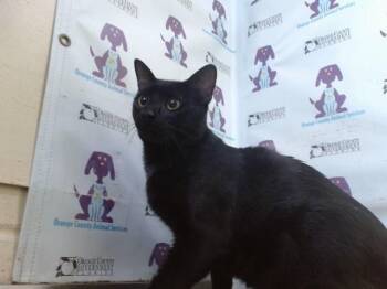 SALEM -  Domestic Short Hair Cat for Adoption in Orlando, Florida - SALEM | PetCurious