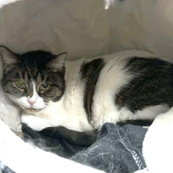 Domestic Short Hair Cats Available for Adoption in Michigan City, Indiana - Alice | PetCurious