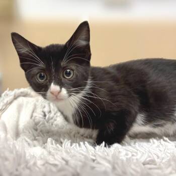 Domestic Short Hair Cats Available for Adoption in East Hampton, New York - Mufasa | PetCurious
