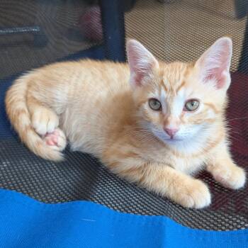 Cheeto -  Domestic Short Hair Cat for Adoption in Fort Wayne, Indiana - Cheeto | PetCurious