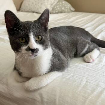 Rescue Domestic Short Hair Cats for Adoption in Houston, Texas - Shania | PetCurious