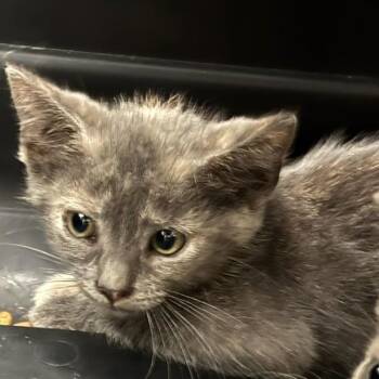 Lauris -  Domestic Short Hair Cat for Adoption in Des Moines, Iowa - Lauris | PetCurious