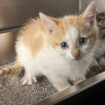 Nyx -  Domestic Short Hair Cat for Adoption in Redwood City, California - Nyx | PetCurious