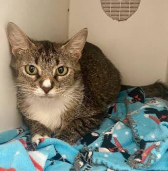 Dianna -  Domestic Short Hair Cat Available for Adoption in Sapulpa, Oklahoma - Dianna | PetCurious
