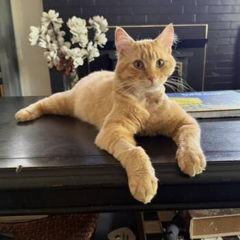 Rusty -  Domestic Medium Hair Cat for Adoption in Springfield, Oregon - Rusty | PetCurious