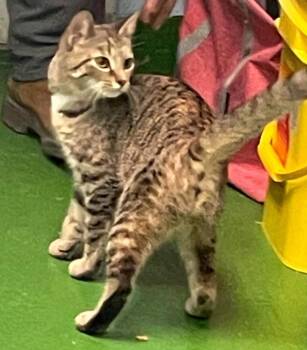 Domestic Short Hair Cats Available for Adoption in Rustburg, Virginia - Ginny: Not At The Shelter | PetCurious
