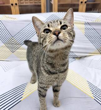 Bambi -  American Bobtail Cat for Adoption in Philadelphia, Pennsylvania - Bambi | PetCurious