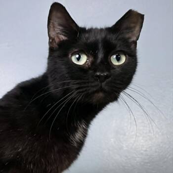 Shay -  Domestic Short Hair Cat for Adoption in Greensburg, Pennsylvania - Shay | PetCurious