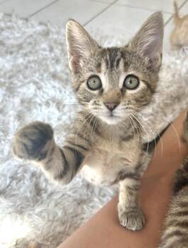 Chickadee -  Domestic Short Hair Cat for Adoption in Lenexa, Kansas - Chickadee | PetCurious