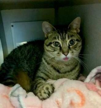 Rescue Domestic Short Hair Cats for Adoption in Mason City, Iowa - Ruby | PetCurious