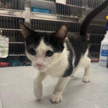 Mello -  Domestic Short Hair Cat for Adoption in Spokane, Washington - Mello | PetCurious