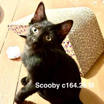 Foster Scooby -  Domestic Short Hair Cat for Adoption in Batavia, New York - Foster Scooby | PetCurious