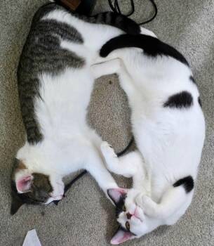 Jim Bean & Evan Willams -  Domestic Short Hair Cat for Adoption in The Dalles, Oregon - Jim Bean & Evan Willams | PetCurious