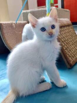 Buster - COMING SOON -  Domestic Medium Hair Cat for Adoption in Prescott, Arizona - Buster - COMING SOON | PetCurious