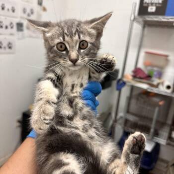 Mr. Gabagool -  Domestic Short Hair Cat Available for Adoption in Edinburg, Texas - Mr. Gabagool | PetCurious