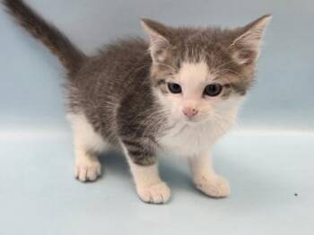 Waffle -  Domestic Short Hair Cat for Adoption in Woodbury, Minnesota - Waffle | PetCurious