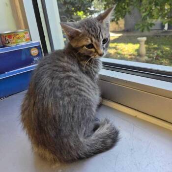 Berri -  Domestic Short Hair Cat for Adoption in Davenport, Iowa - Berri | PetCurious