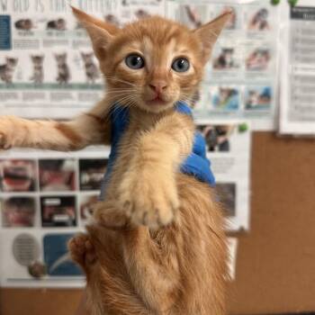 Domestic Short Hair Cats Available for Adoption in Edinburg, Texas - Kane | PetCurious