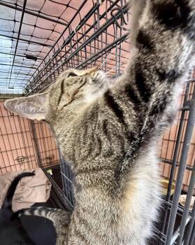 Tabby Cats Available for Adoption - Tinkerbell | PetCurious