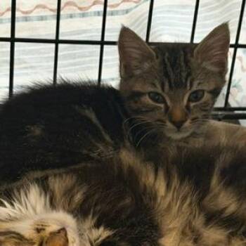 Denali -  Domestic Short Hair Cat Available for Adoption in Cumming, Georgia - Denali | PetCurious