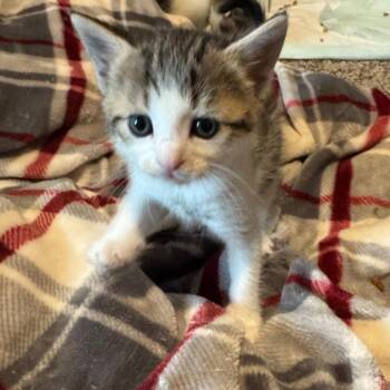 Saturn -  Domestic Short Hair Cat for Adoption in Huntsville, Alabama - Saturn | PetCurious