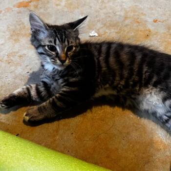 Domestic Medium Hair Cats Available for Adoption in Roanoke, Virginia - Tony | PetCurious