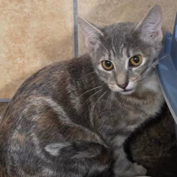 Domestic Short Hair Cats Available for Adoption - Flareon | PetCurious