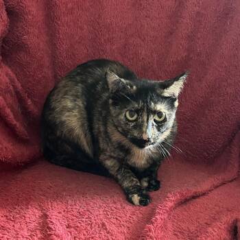 Alisaie -  Domestic Short Hair Cat for Adoption in Mt. Juliet, Tennessee - Alisaie | PetCurious