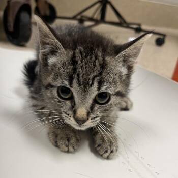 Lucky -  Domestic Short Hair Cat for Adoption in Bristol, Indiana - Lucky | PetCurious