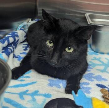 Porsche -  Domestic Short Hair Cat for Adoption in Logan, Utah - Porsche | PetCurious