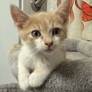 Nathan -  Domestic Short Hair Cat for Adoption in Potomac, Maryland - Nathan | PetCurious