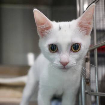 Moki -  Domestic Short Hair Cat for Adoption in Bradenton, Florida - Moki | PetCurious