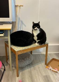 Rescue Tuxedo Cats for Adoption in Saint-jacques, Quebec - Hope | PetCurious