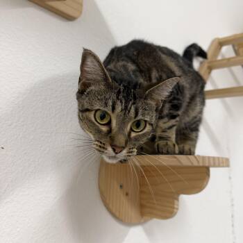 Honeybee -  Domestic Short Hair Cat for Adoption in Jacksonville, Florida - Honeybee | PetCurious