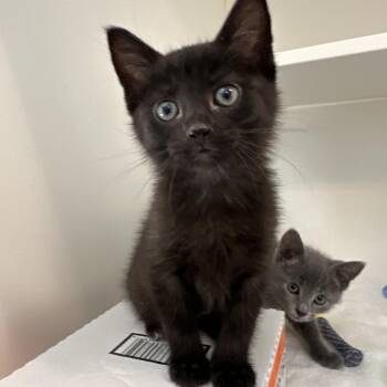 Young Thug -  Domestic Short Hair Cat for Adoption in Greensboro, North Carolina - Young Thug | PetCurious