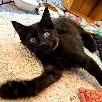 Mayo -  Domestic Short Hair Cat for Adoption in Lakewood, Colorado - Mayo | PetCurious
