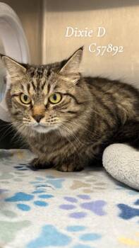 Dixie D -  Domestic Long Hair Cat for Adoption in Clarksville, Tennessee - Dixie D | PetCurious
