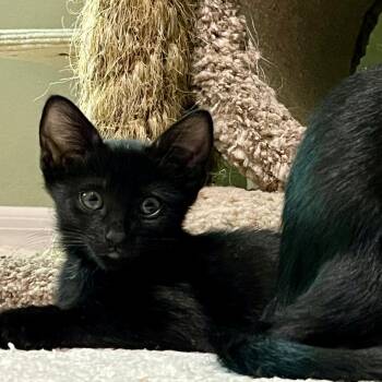 Deblin -  Domestic Short Hair Cat for Adoption in NEW PT RICHEY, Florida - Deblin | PetCurious